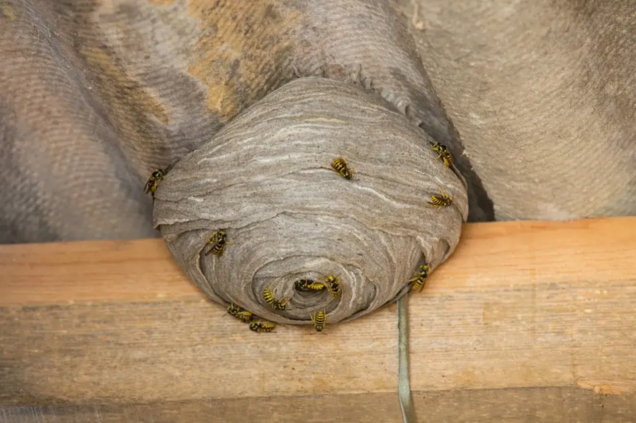 A large, papery eastern yellow jacket ground nest is attached to a corrugated surface, with several yellow jackets crawling on its exterior.