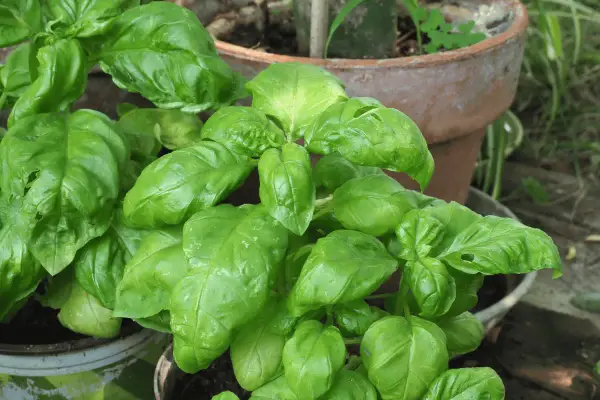 A lush basil plant with vibrant green leaves, ready to add flavor to any dish.