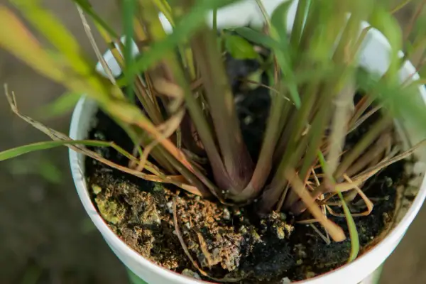 Close-up of a potted lemongrass plant, showing its thick, reddish stalks and green leaves emerging from dark soil.