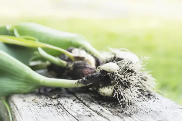 Tulip bulbs with roots and green shoots, ready for planting. This image hints at when to dig up tulip bulbs for storage or replanting.