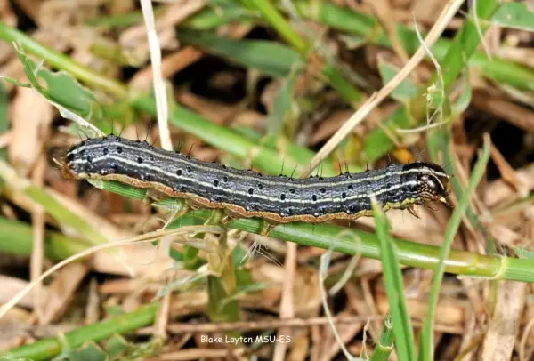 A striped armyworm caterpillar crawls on grass. These hungry larvae are what army worms turn into before becoming moths.