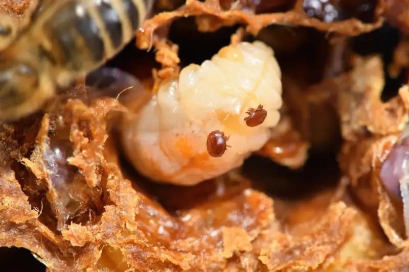 Varroa mites infest a bee larva. Seeing this infestation is a stark reminder of when is it too late to treat for varroa mites.