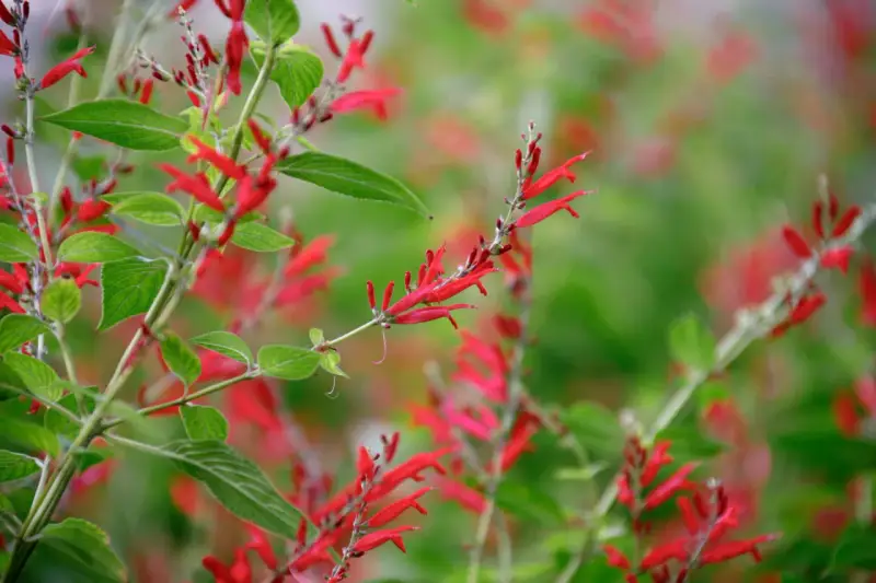 Vibrant red tubular flowers bloom on a pineapple sage plant, hinting at its culinary and medicinal uses.