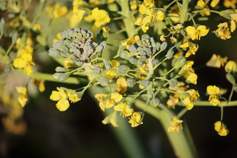 Broccoli blooms with bright yellow flowers, showing that even vegetables can bloom beautifully.