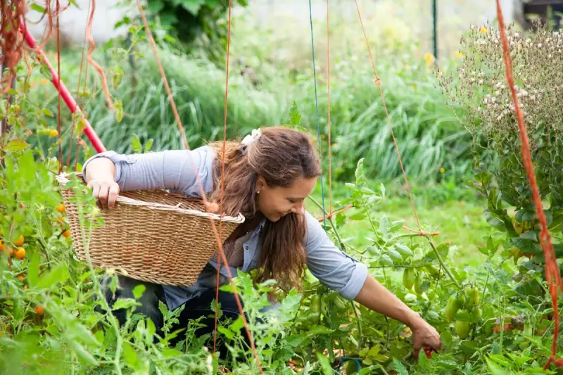 Woman pruning tomato plants in pots, tending to her garden with a basket.