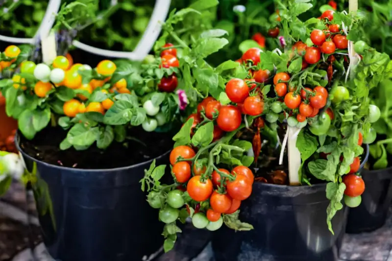 Pots overflowing with ripe red and green tomatoes, showcasing how to grow tomatoes in pots for a bountiful harvest.